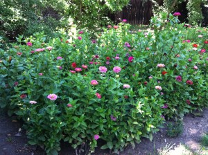 Zinnia Garden