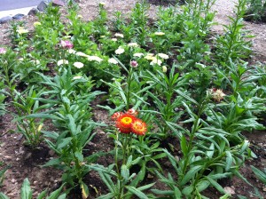 Zinnias and Strawflower