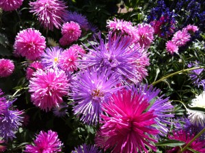 Aster Fireworks