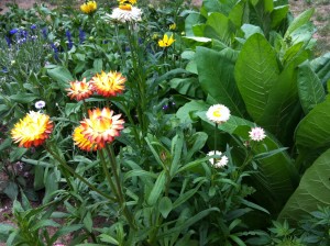 Floral Garden