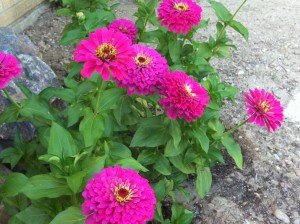 More Zinnias