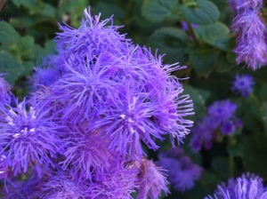 Ageratum