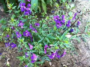 Angelonia