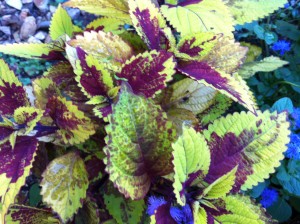 Coleus Scarlet Green