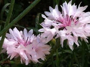 Cornflower (bachelor's button