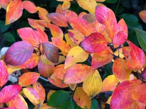 Fall Colors