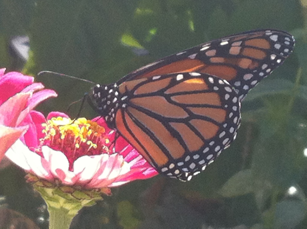 The Monarch Butterfly