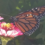 The Monarch Butterfly