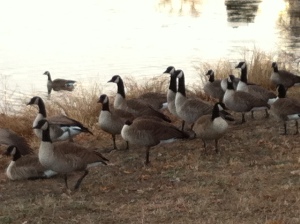 Canada Geese