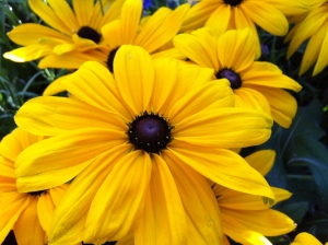 Rudbeckia