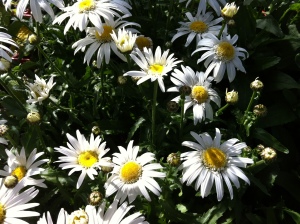 Daisies