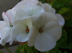 Geranium