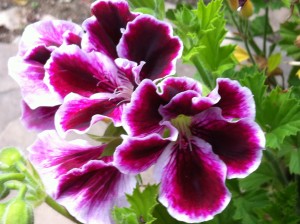 Geranium