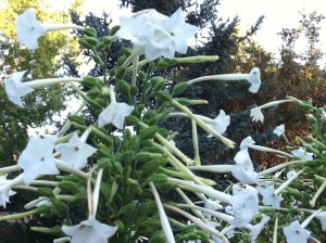 Nicotiana