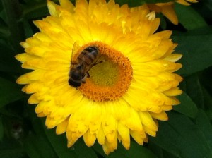 Strawflower