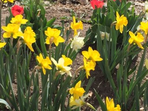 Daffodils