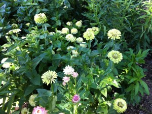 Tequila Lime Zinnia Sow seeds in quality soil.