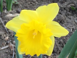 Daffodil