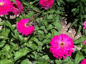 Upright Roar Zinnias  .Hydrate plants at their roots prior to sunrise or late evening when soil is cooler.