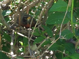 American Robin