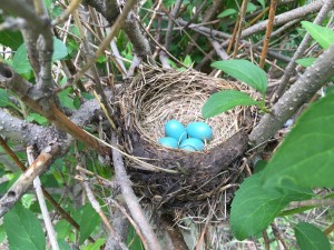 Robin Eggs