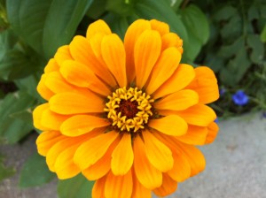 Zinnia