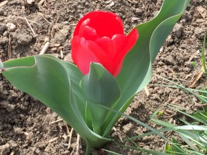 Tulip