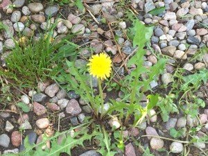 Dandelion