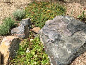 Sedum ground cover