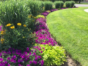 Annual Flower Bed