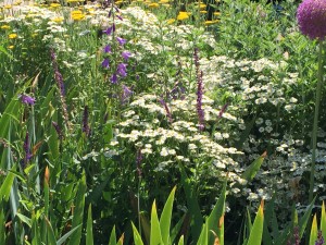 Perennial Garden 