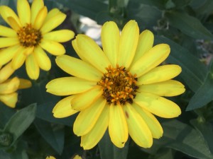 Zinnia Profusion