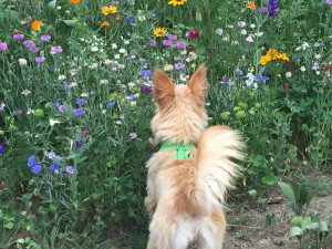 In The Flowers