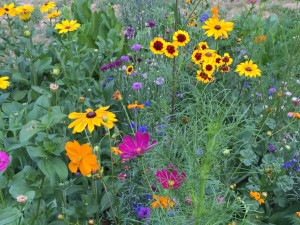 Wild Flowers