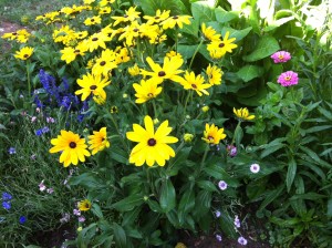 Rudbeckia