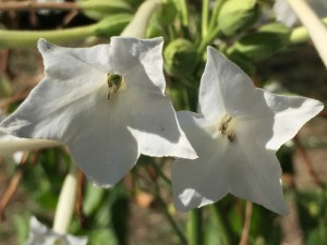 Nicotiana