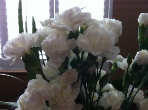 Carnations