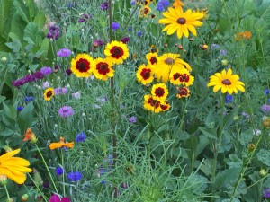 Wild Flowers