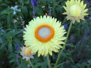 Straw Flower