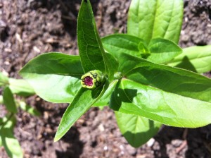 Zinnia