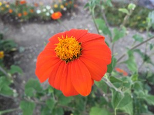 Tithonia