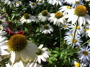 Shasta Daisy