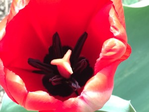 Tulip