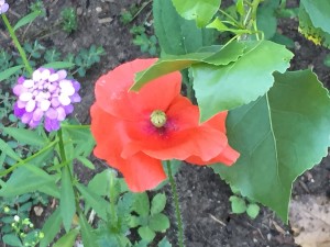 California Poppy