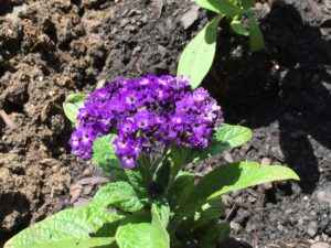 Heliotrope