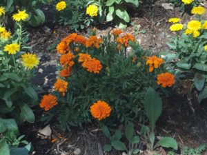 Marigolds