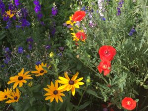 Wildflowers and Perennial mix