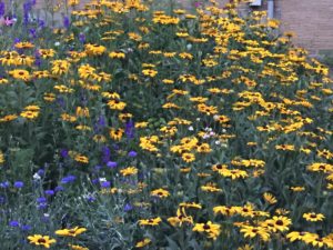 Annuals and Perennials 