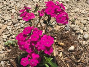 Dianthus