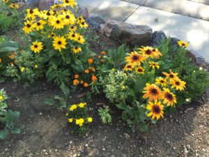 Annuals and Perennials